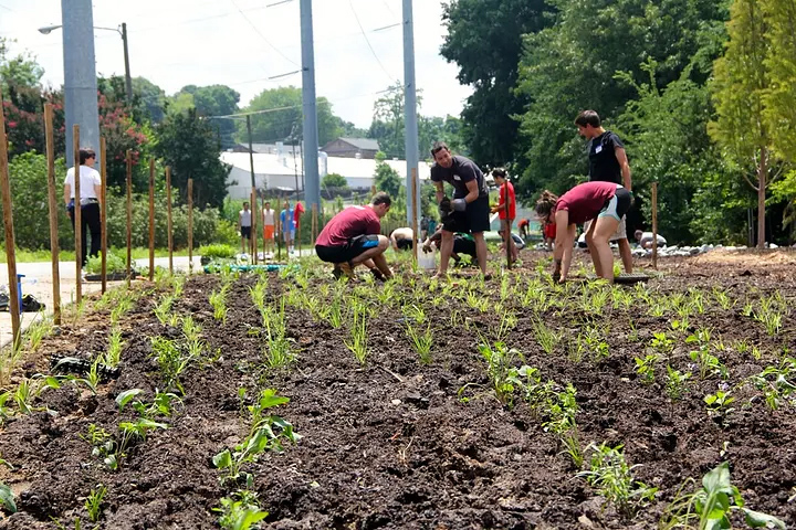 Volunteer for meadow planting at Legacy Park